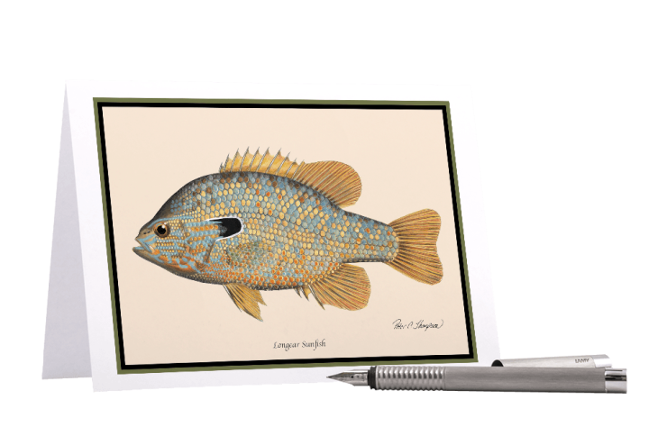 Longear Sunfish Greeting Card Classic Fish Art